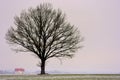 Alone tree in a field . Winter season. Royalty Free Stock Photo