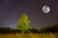 Alone tree on forest glade under starry sky with full moon Royalty Free Stock Photo