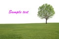 Alone tree and grass Royalty Free Stock Photo