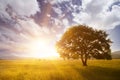 tree in grass field. Lone Oak at sunset, against a background of mountains and hills. Spring or summer Royalty Free Stock Photo