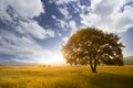 tree in grass field. Lone Oak at sunset, against a background of mountains and hills. Spring or summer Royalty Free Stock Photo