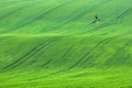 Alone tree in green fields in Czech Republic