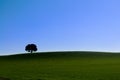 Alone tree in a green meadow Royalty Free Stock Photo