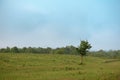 Alone tree on green meadow. Royalty Free Stock Photo
