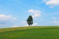 Alone tree on green meadow Royalty Free Stock Photo