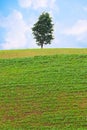 Alone tree on green meadow Royalty Free Stock Photo
