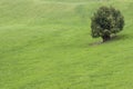 Alone tree on green meadow. Royalty Free Stock Photo