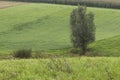 Alone tree on green meadow. Royalty Free Stock Photo