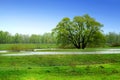 Alone tree and green meadow in water Royalty Free Stock Photo