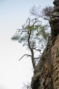 Alone tree growing up from rock Royalty Free Stock Photo