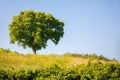 Alone tree on the hill. Tuscany, Italy Royalty Free Stock Photo