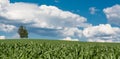 Alone birch on the horizon. Betula Royalty Free Stock Photo