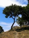 Alone tree in Hungary