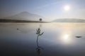 Alone tree in lake in sunny day Royalty Free Stock Photo