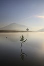 Alone tree in lake in sunny day Royalty Free Stock Photo