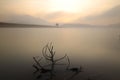 Alone tree in lake in sunny day Royalty Free Stock Photo