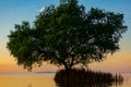Alone tree on thailand Lake during sunrise Royalty Free Stock Photo