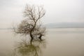 Alone tree in a lake, winter season,reflection. Royalty Free Stock Photo