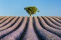 Alone tree in lavender field Royalty Free Stock Photo