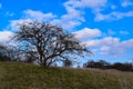 Alone tree on the meadow Royalty Free Stock Photo