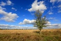 Alone tree on meadow Royalty Free Stock Photo