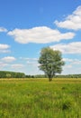 Alone tree on meadow with Blue Cloudy Sky Royalty Free Stock Photo
