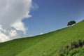 Alone tree on the meadow slope Royalty Free Stock Photo