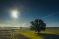 Alone tree on meadow at sunset with sun and mist Royalty Free Stock Photo