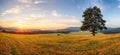 Alone tree on meadow at sunset with sun - panorama