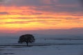 Alone tree on meadow at sunset at winter Royalty Free Stock Photo