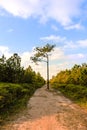 Alone tree on middle nature way Royalty Free Stock Photo