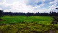 Alone tree middle of the paddy field