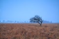Alone tree on misty marsh Royalty Free Stock Photo
