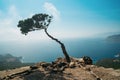 Alone tree on a Monolithos Castle cliff and amazing landscape behind him.