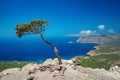 Alone tree on a Monolithos Castle cliff Royalty Free Stock Photo