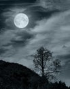 Trees with moon Royalty Free Stock Photo