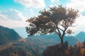 Alone tree on the mountain hill cliff in the forest at the sunset or evening time. Royalty Free Stock Photo