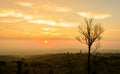 Alone tree on mountain at sunrise Royalty Free Stock Photo