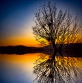 Alone tree near lake Royalty Free Stock Photo