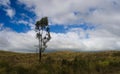 Alone tree near Mamalahoa highway Royalty Free Stock Photo