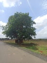 Alone tree near road looking wonderful with sky beauty