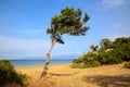 Alone tree near sea Royalty Free Stock Photo