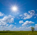 alone tree near sunflower field under a sparkle sun Royalty Free Stock Photo