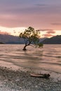 Alone tree over water lake during sunset Royalty Free Stock Photo