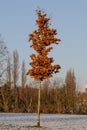 Alone tree in a park in winter with last leafs Royalty Free Stock Photo