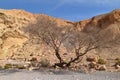 Alone tree in the red canyon desert