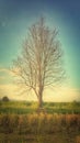 Alone tree on rice paddy Royalty Free Stock Photo