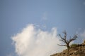 Alone tree on the rock against cloud Royalty Free Stock Photo