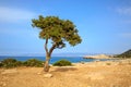 Alone tree on sea background Royalty Free Stock Photo