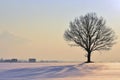 Alone tree silhouette , colorful winter sunset. Lithuania Royalty Free Stock Photo